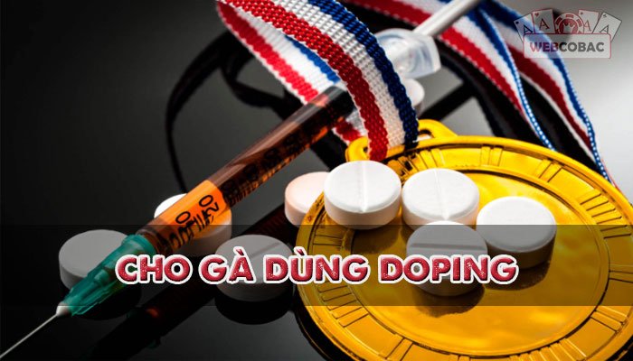 Gà chiến cũng trở nên nhạy bén, tinh ranh hơn rất nhiều khi dùng doping